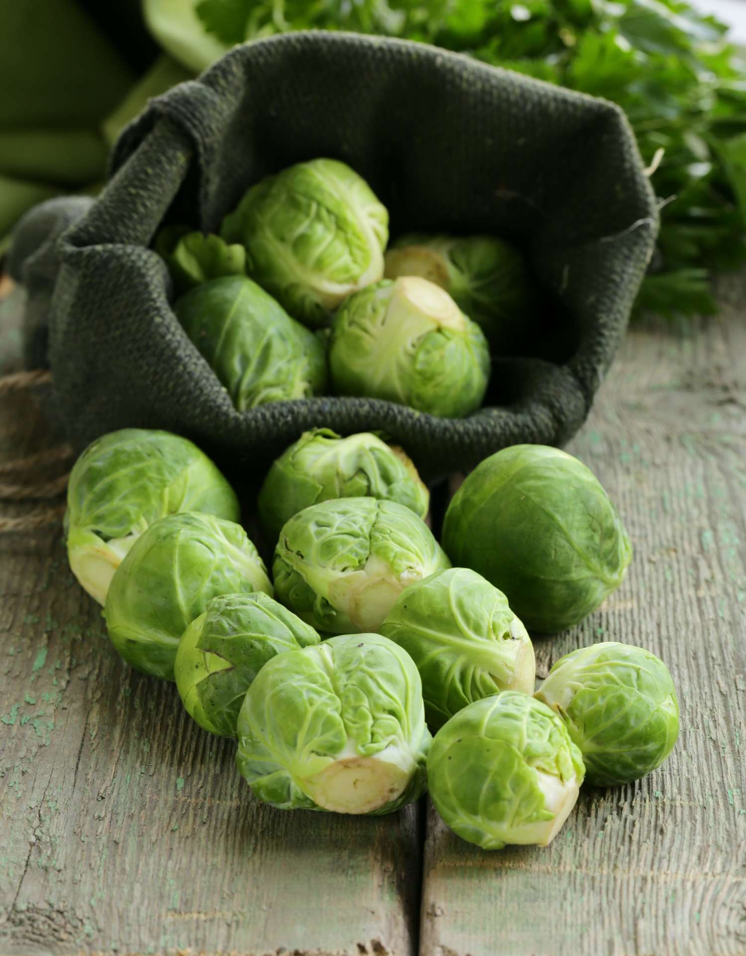 Chou de Bruxelles 'Groninger' (graines BIO)